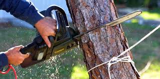 Professional Tree Removal in Pelham Manor, NY