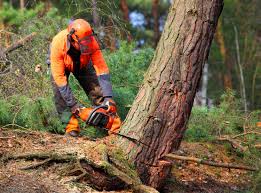 Best Lawn Mowing  in Pelham Manor, NY