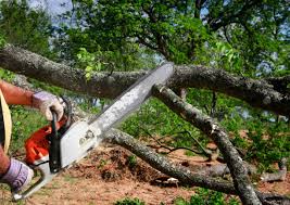 Best Lawn Renovation and Restoration  in Pelham Manor, NY