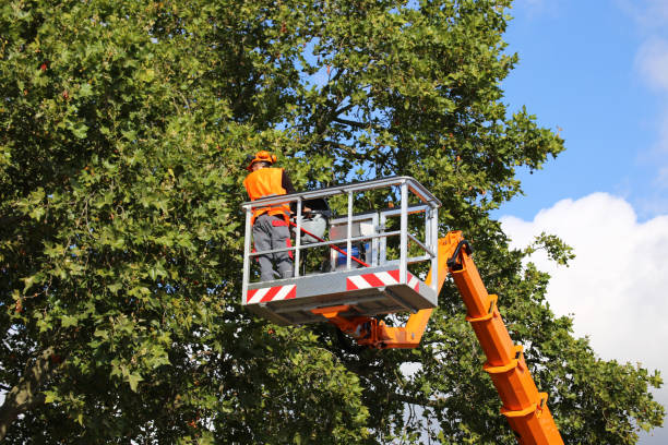 Tree and Shrub Care in Pelham Manor, NY