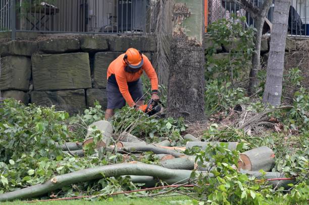 Best Tree and Shrub Care  in Pelham Manor, NY