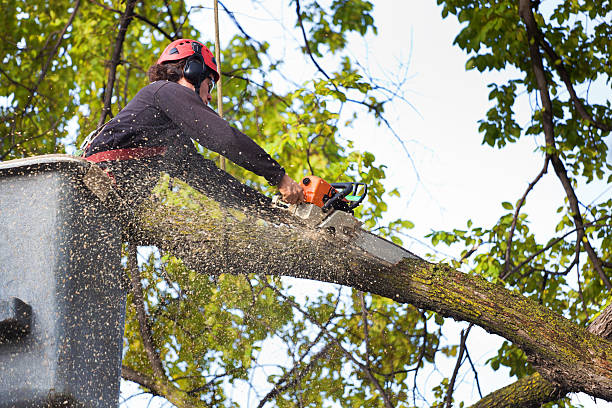 Best Root Management and Removal  in Pelham Manor, NY