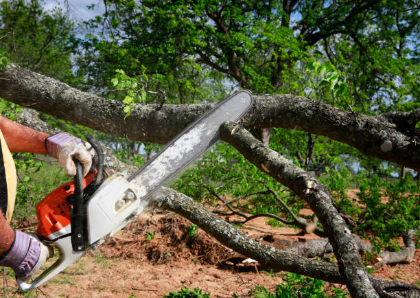 Best Seasonal Cleanup (Spring/Fall)  in Pelham Manor, NY